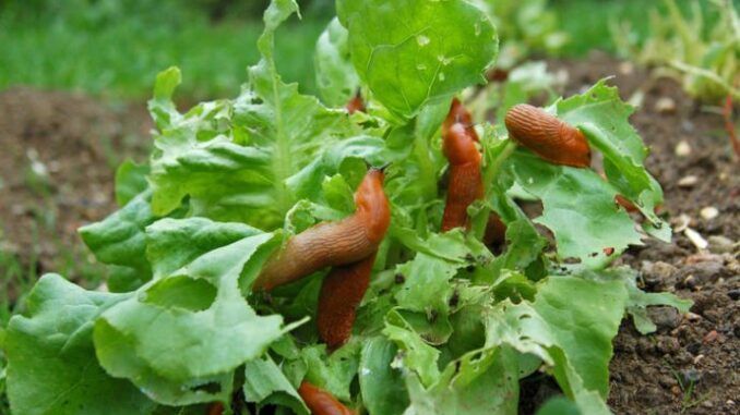 64638dd0-e640-420b-8604-402d0a0a0a64-217759-shutterstock-39228241-ls-690x480