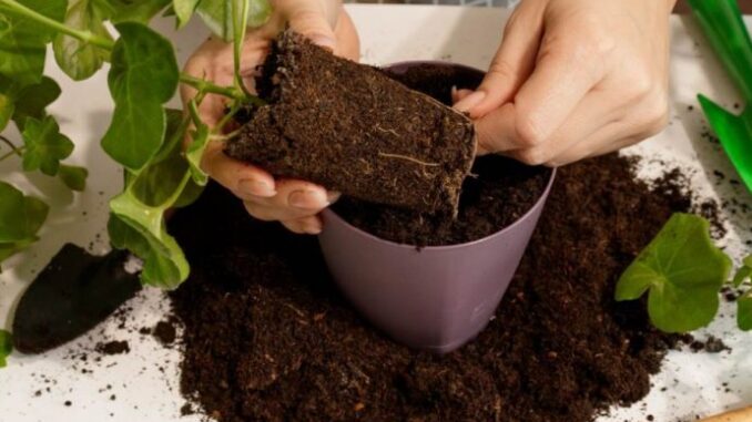 64646e71-acbc-4b80-9623-4fde0a0a0a64-presadjivanje-cveca-690x480