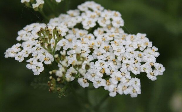 Hajducka_trava-620x413