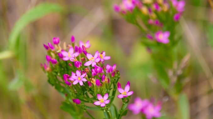 common-centaury-5370218_1280