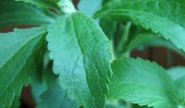 stevia