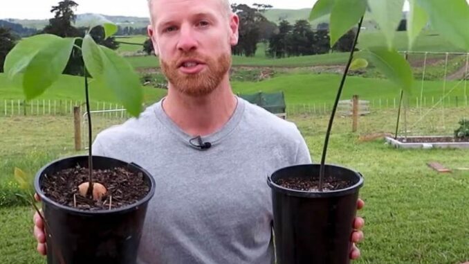 649f34fc-506c-4f51-af8e-49730a0a0a64-kako-se-sadi-avokado-min-690x480-1-678x381