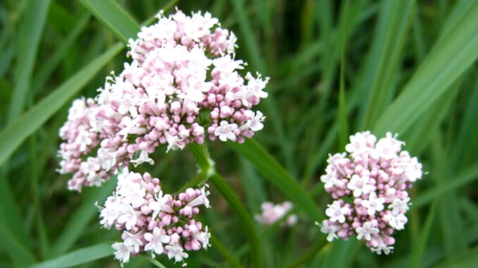 Marsh_Valerian__Valeriana_dioica_-_geograph.org_.uk_-_849679