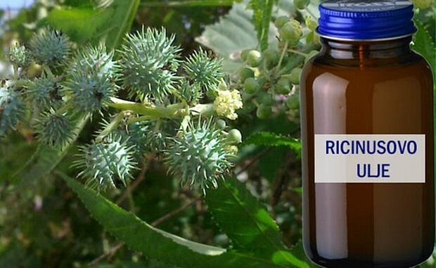 ricinusovo-ulje1