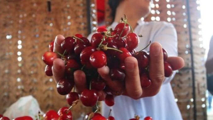 5d1c50e2-a074-4aed-bbf9-1f9e0a0a0a64-tresnjee-690x480