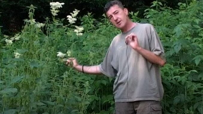 60cb9c96-769c-466d-8374-30ef0a0a0a64-travar-sa-tare-reuma-artritis-biljka-690x480