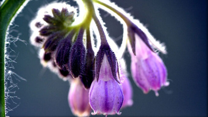 comfrey-753174_960_720