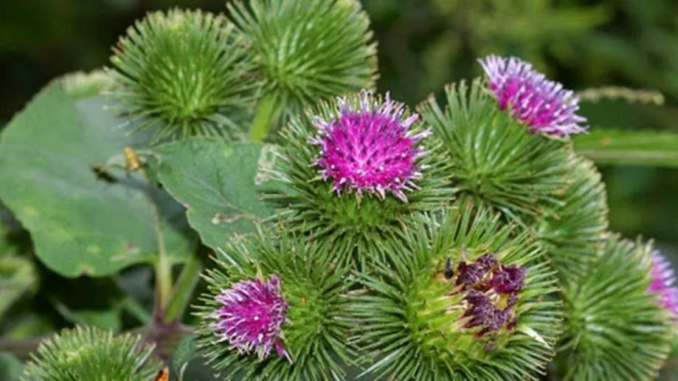 слика_2023-03-29_013032694