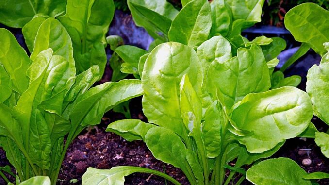 chard-3411895_12801