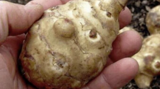 63bc0e11-1148-4329-8252-49990a0a0a64-cicoka-690x480-1