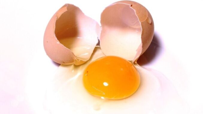 egg-2147169_1280-768x431
