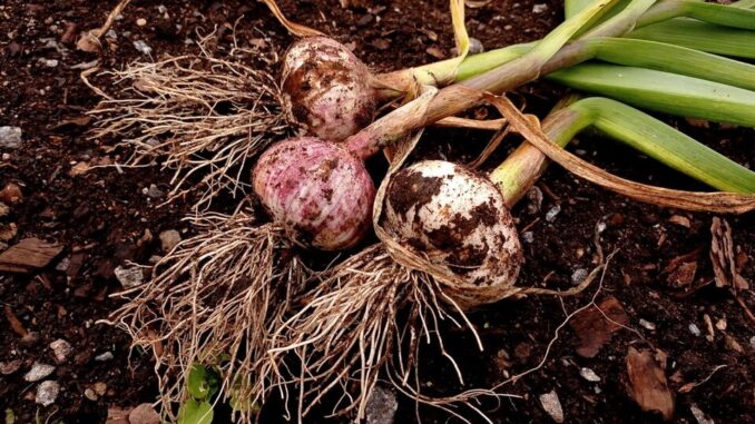 Close,Up,Of,A,Few,Freshly,Harvested,Garlics,(allium,Sativum)