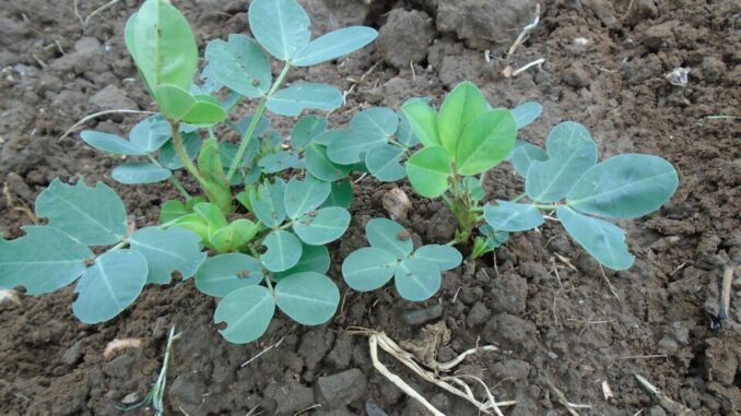 This,Is,Small,Plant,Of,Groundnut,At,Certain,Stage.